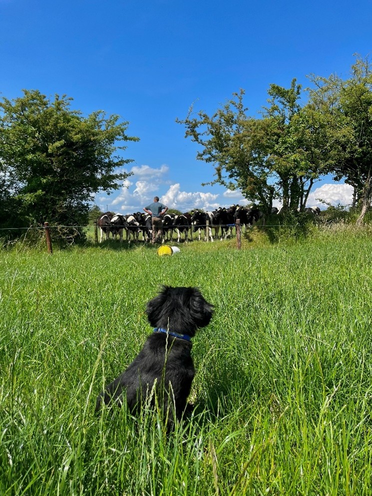 Black dog sitting in a field of long grass. Sky is clear blue with trees in the background.