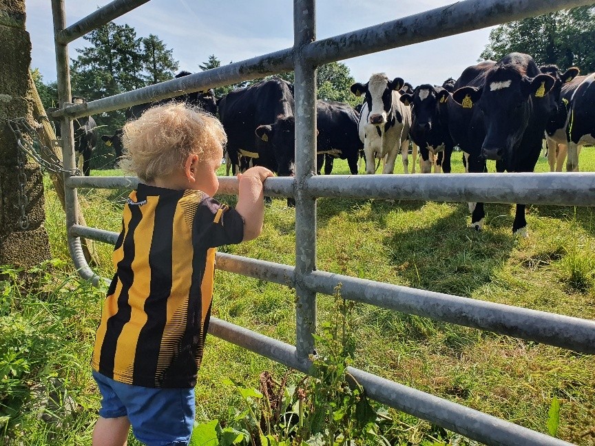 Photo of Imelda Kinsella's young son who is keeping a close eye on the maiden heifers.