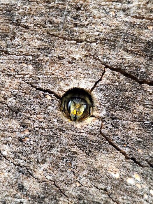 How can we help the solitary bee?