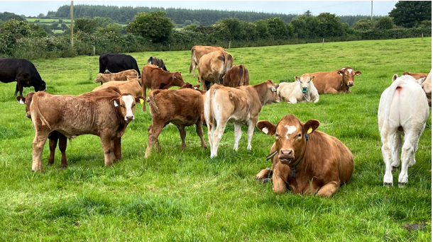 Bull finishing and winter feed on the McCarthys’ Future Beef farm