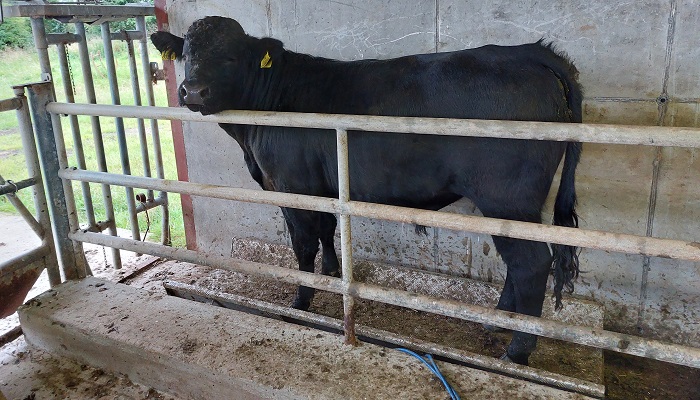 Mid-season weighing matters