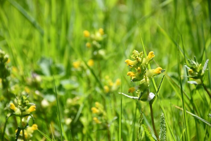Yellow rattles growing in species rich meadow