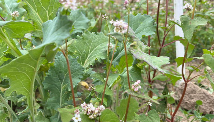 A crop of buckwheat