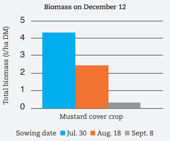 A bar chart showing that a mustard crop established on July 30 produced almost 2t DM/ha more than a crop sown on August 18, as sowing date extends to September 8, total dry matter production declines to less than 0.5t DM/ha