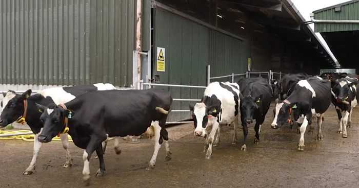 Why dairy cow lameness matters