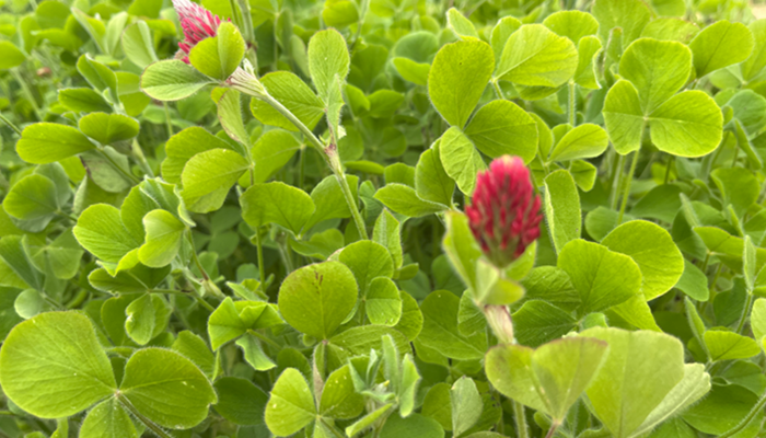 a crop of crimson clover