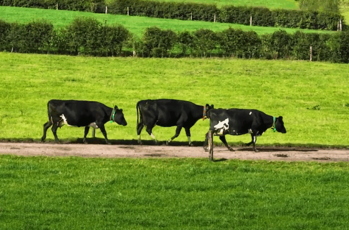 Common causes of lameness in dairy herds