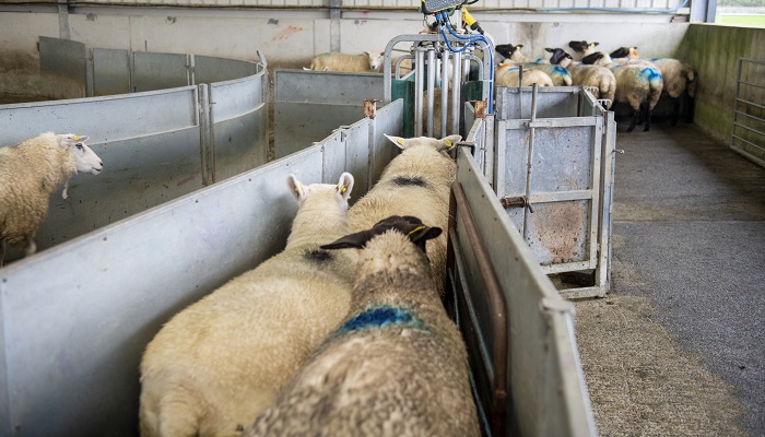 When’s the best time to wean lambs?
