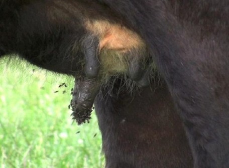 Be vigilant of summer mastitis