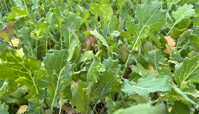 Forage rape catch crop