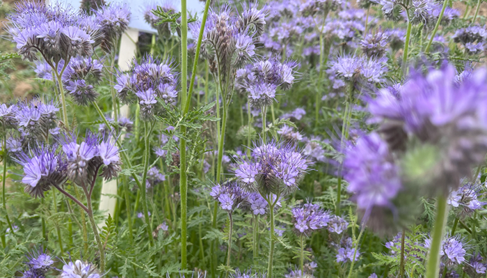 In pictures: Catch crop options