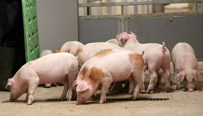 Watch: An update from the Moorepark Pig Research Farm