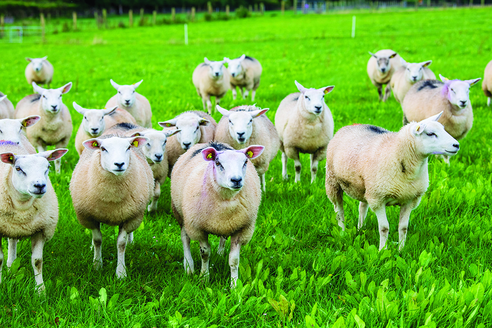 Healthy sheep in a field facing the camera