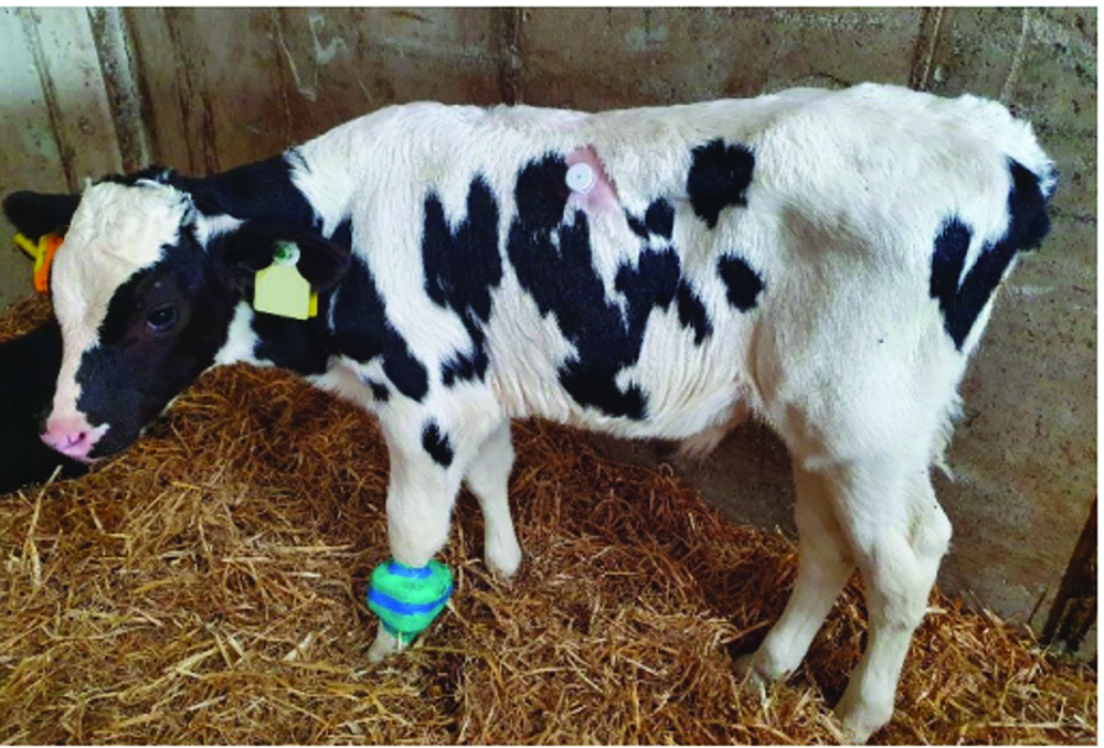 A young calf wearing an activity sensor