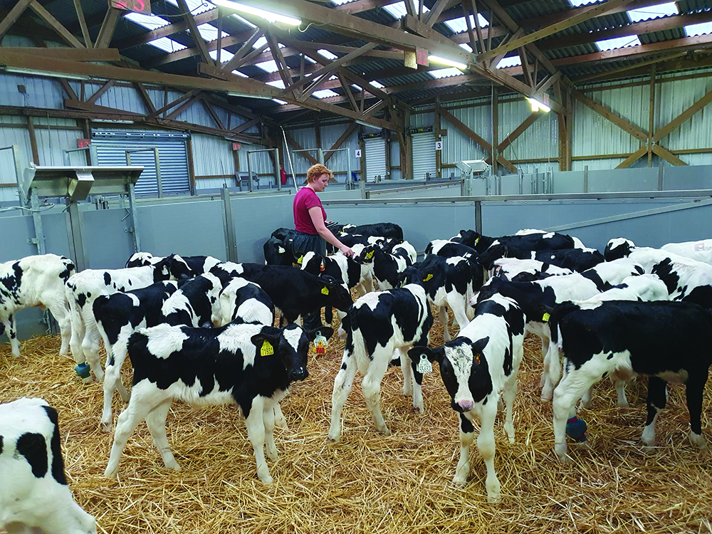 A scientist in an indoor pen with young calves