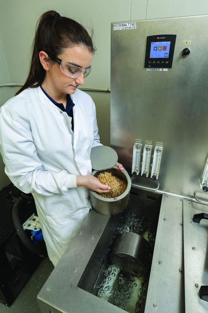 A scientists works with malting barley