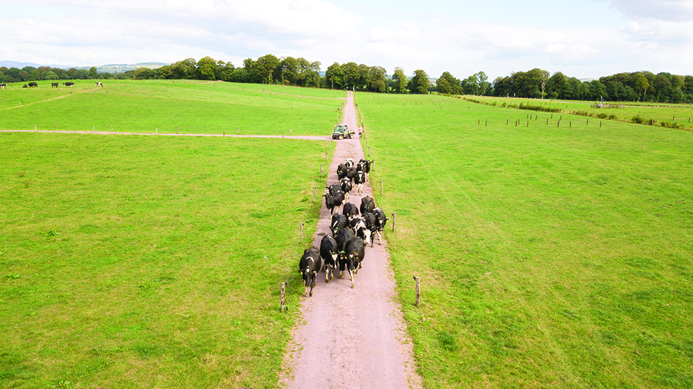 Cows on a farm roadway in Teagasc Moorepark Co Cork