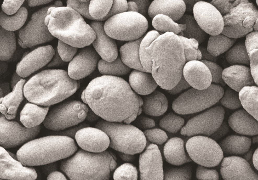 Yeast as seen under a scanning electron microscope