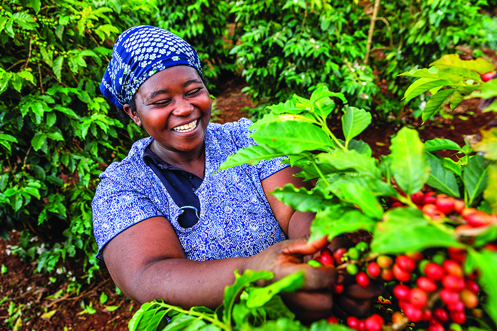 Young African woman collecting coffee berries from a coffee plant, Kenya, Africa.
