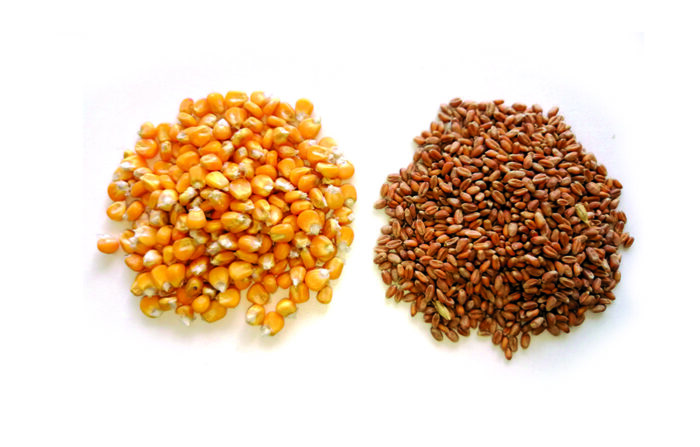 Growing grain for the glass