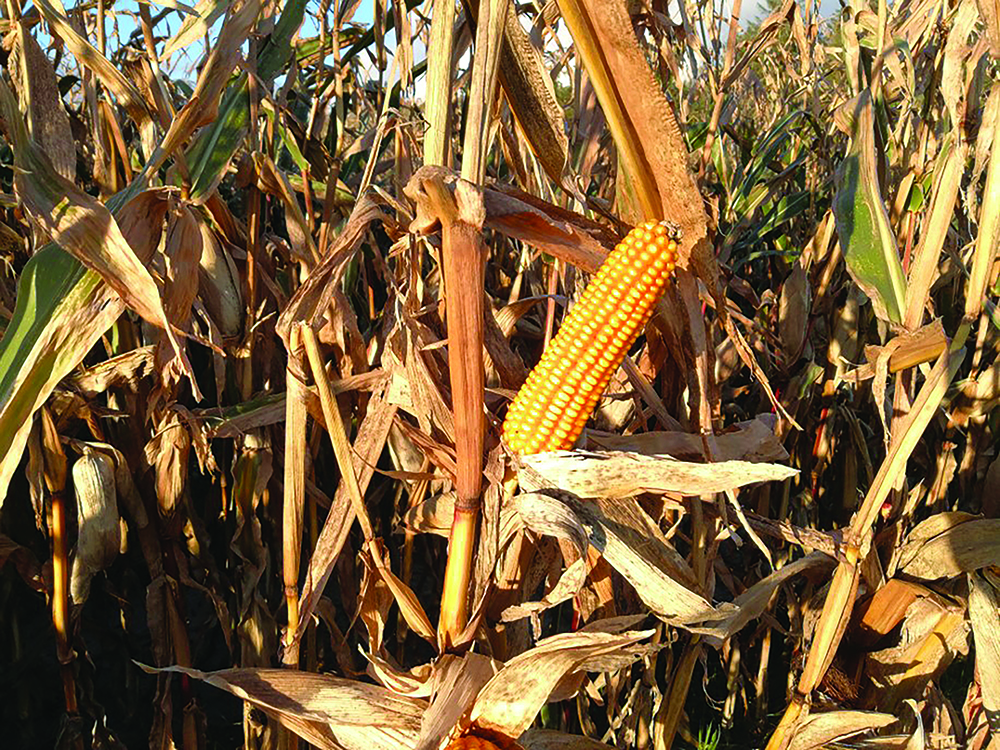 Close up of maize crop in a field