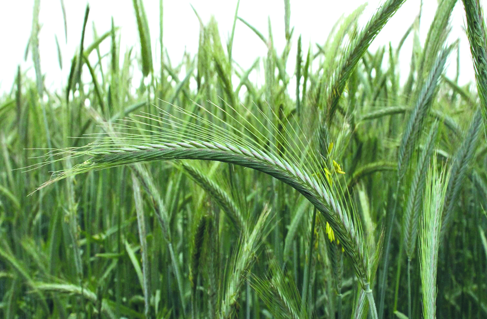 Close up of rye crop in a field