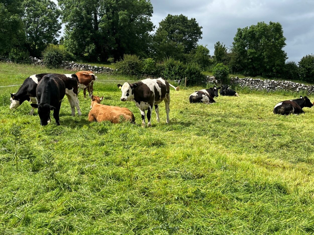 Breeding heifers running with vasectomised bull