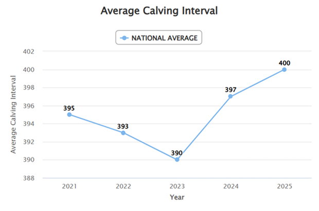A graph showing the trends in national average calving interval from 2021 to 2025. 2021 = 395, 2022 = 393, 2023 = 390, 2024 = 397, 2025 = 400