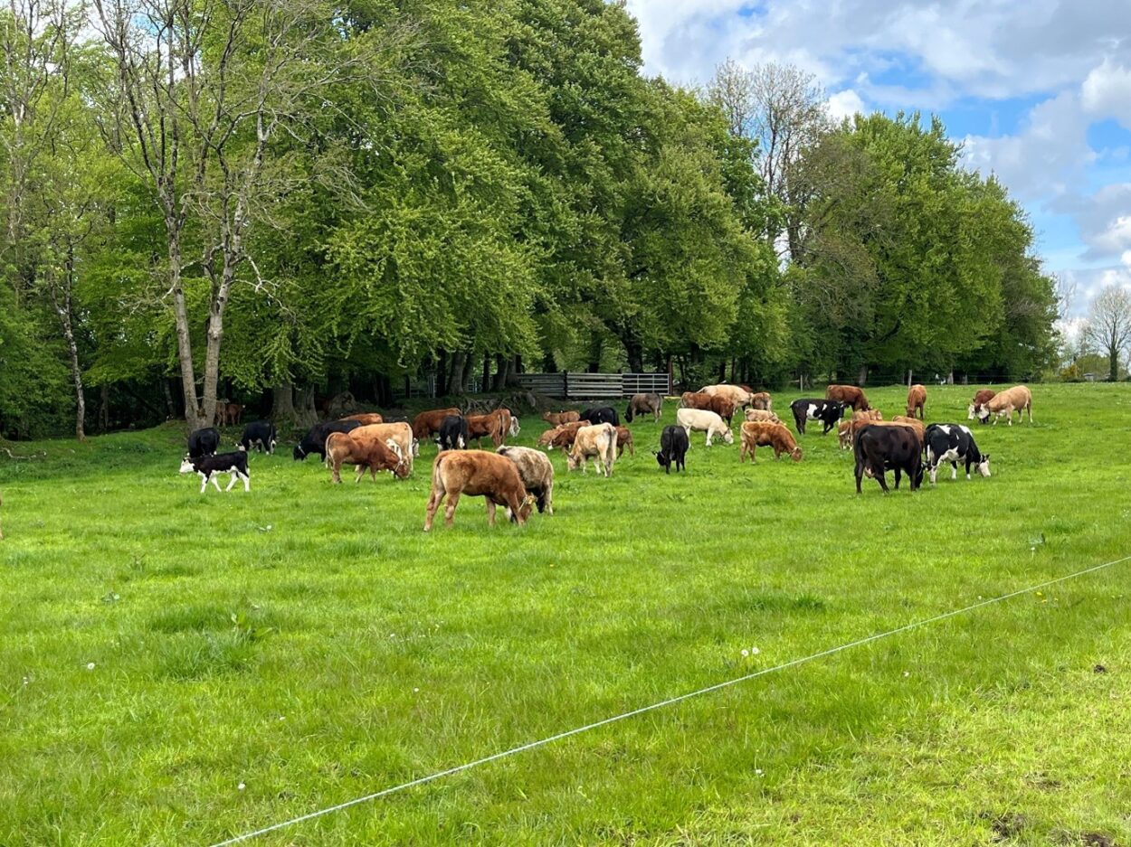 Suckler cows and calves grazing in a grass paddock