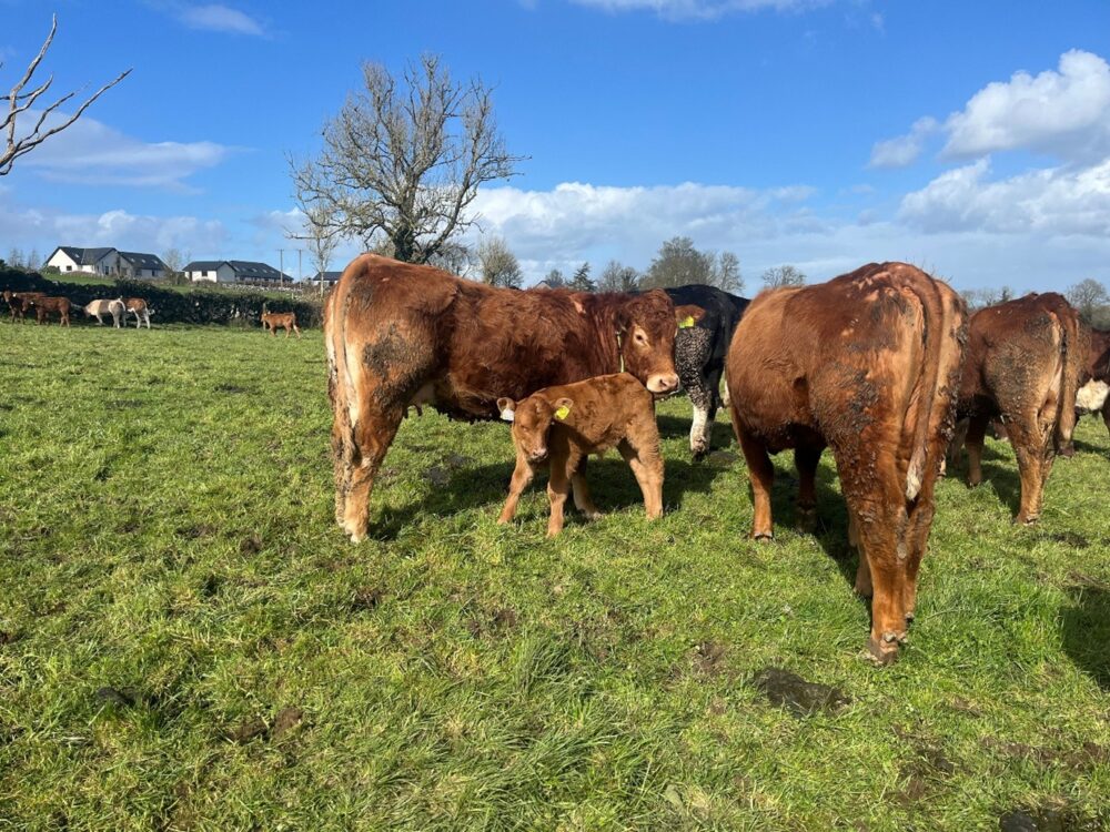 First calved LimousinX heifer with her calf in a paddock
