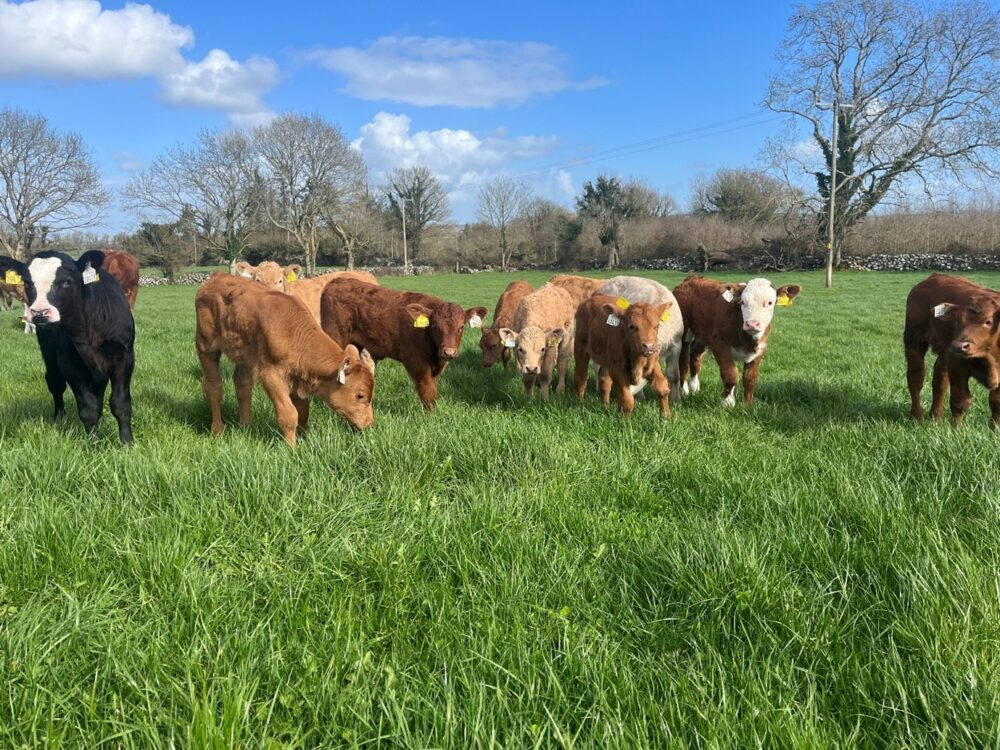 2026 born suckler calves in grass field