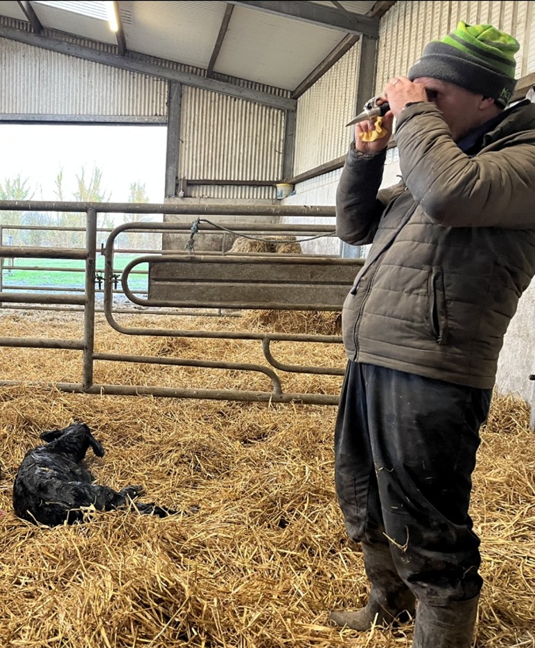 Aonghusa looking at colostrum result through refractometer beside a newborn calf