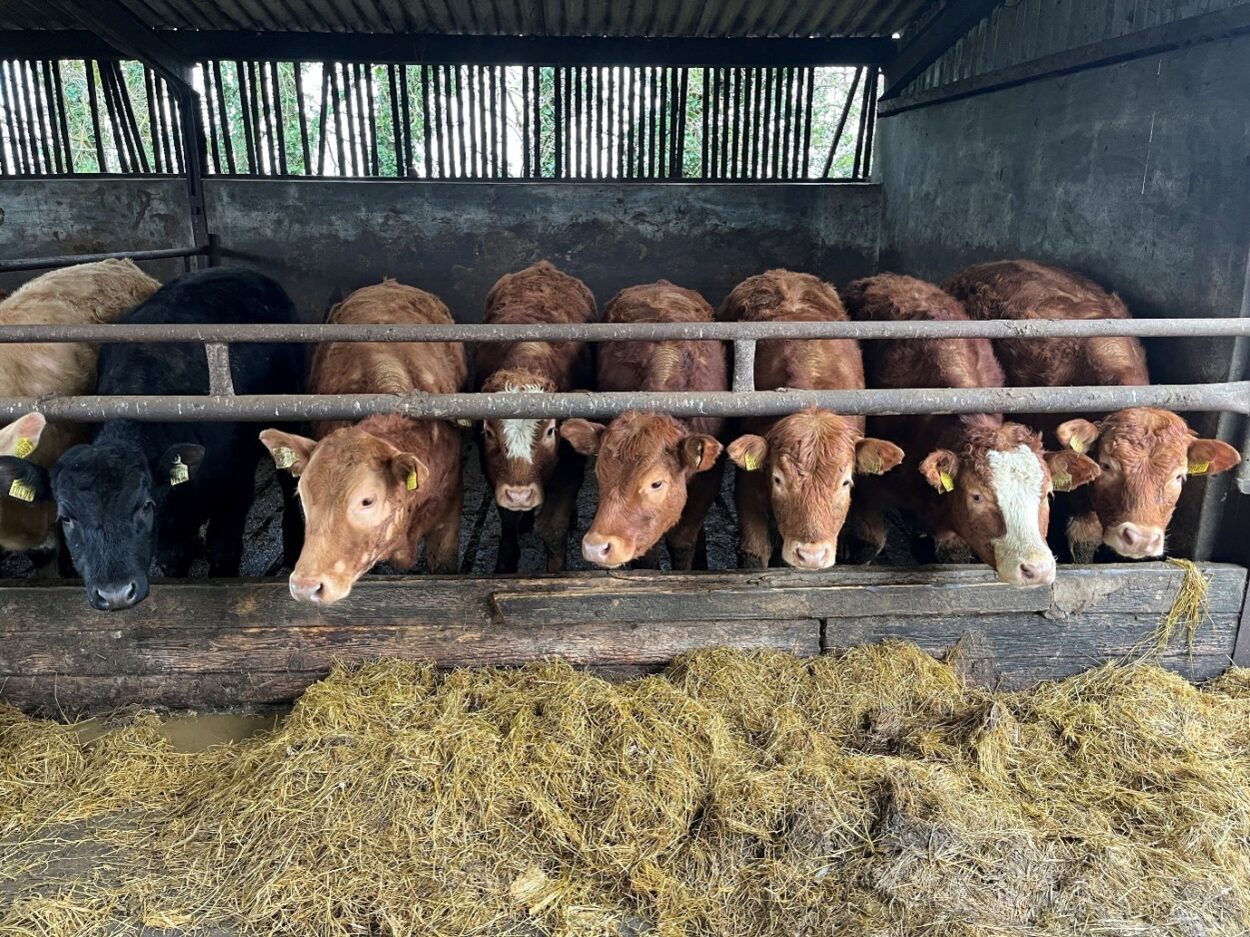 Weanling cattle eating silage in slatted shed