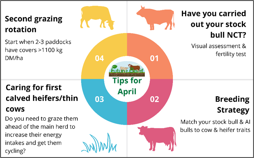 Top tips: Carry out stock bull NCT, match bull to heifers and cows, graze thin and first calvers ahead of the main herd, start second rotation when 2-3 paddocks have covers over 1100 kg DM/ha