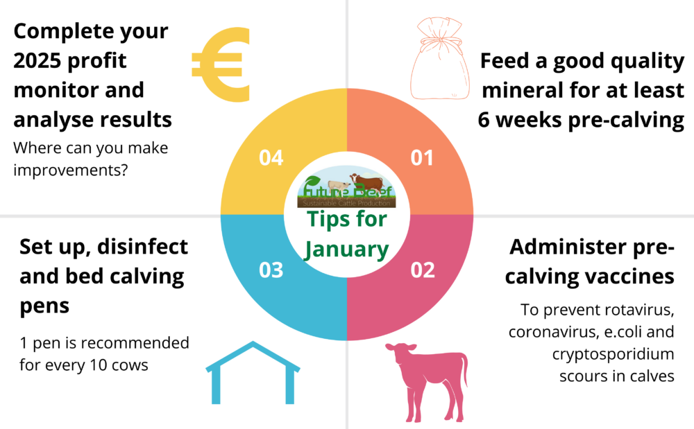 Top tips for January 2026 - feed minerals pre-calving, administer pre-calving vaccines, disinfect and bed calving pens & complete your profit monitor