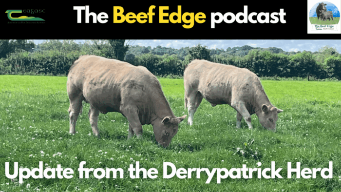 Beef Edge: An update from the Derrypatrick Herd