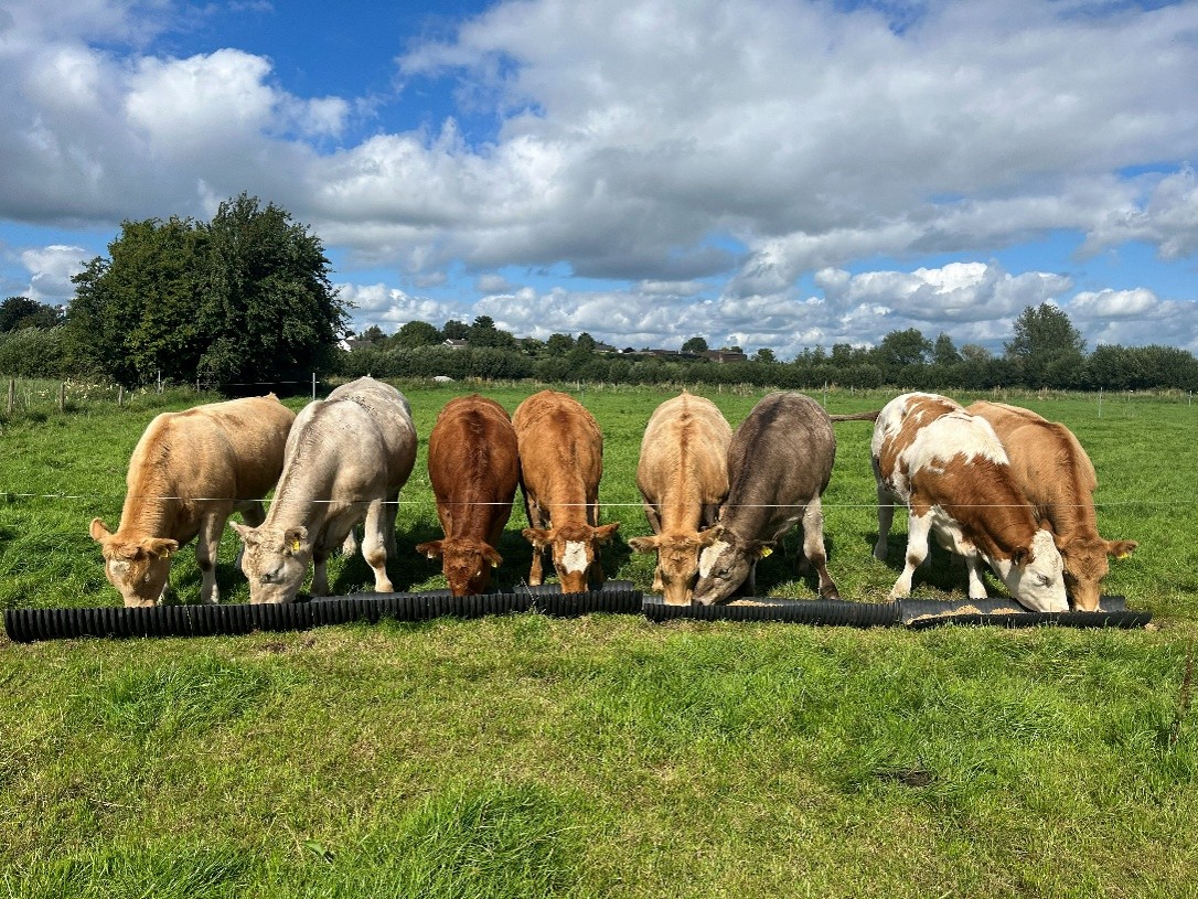 Continental beef cattle eating ration at grass