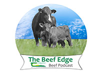 Listen: Teagasc Ballyhaise College Beef Farm Update