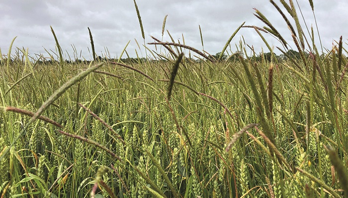 Save money in the long run – identify grass weeds now