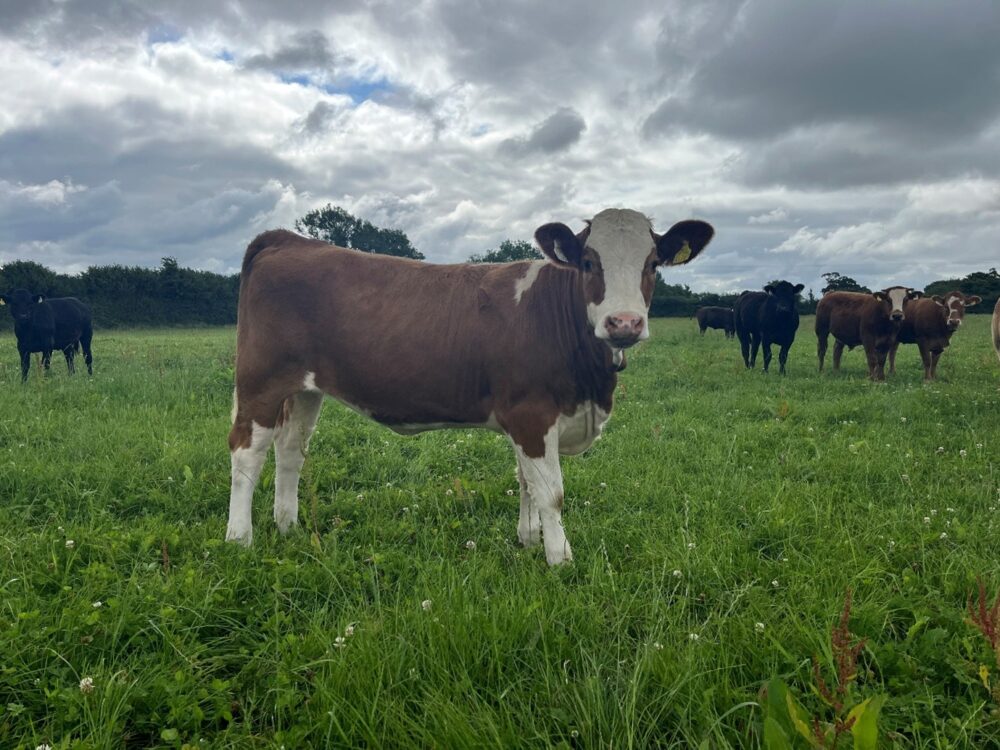Yearling heifer selected for breeding