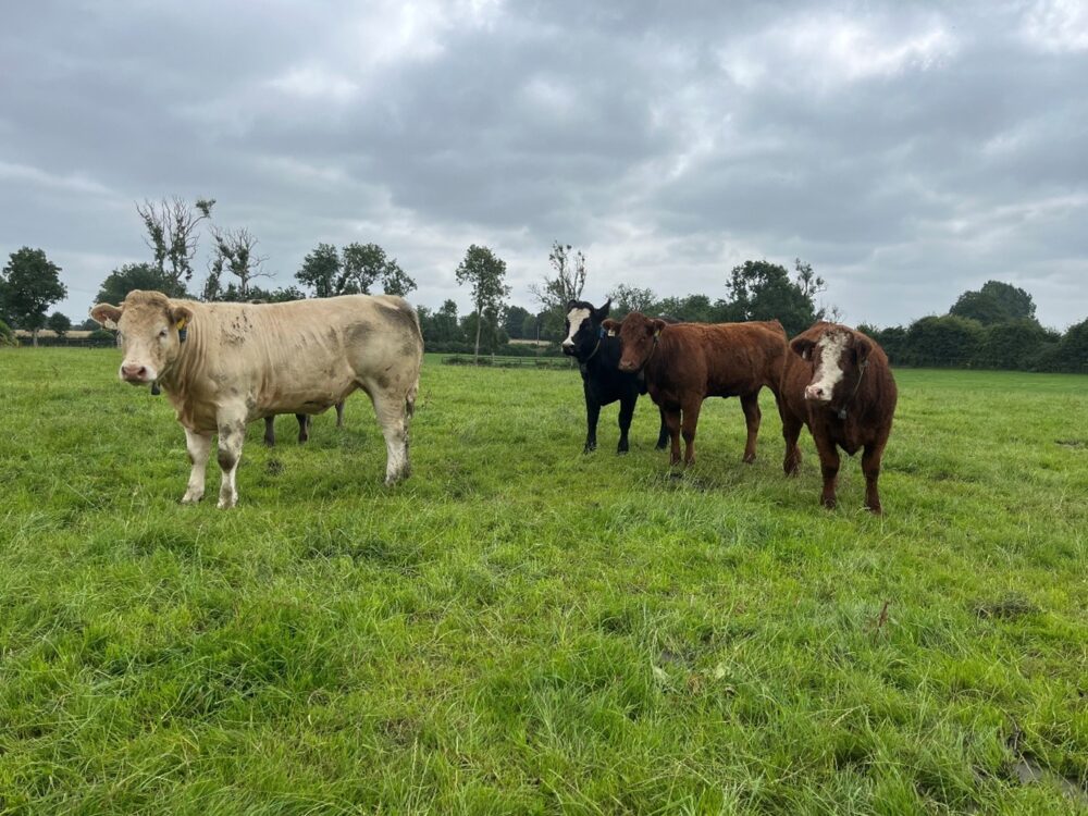 Breeding heifers in a field of grass