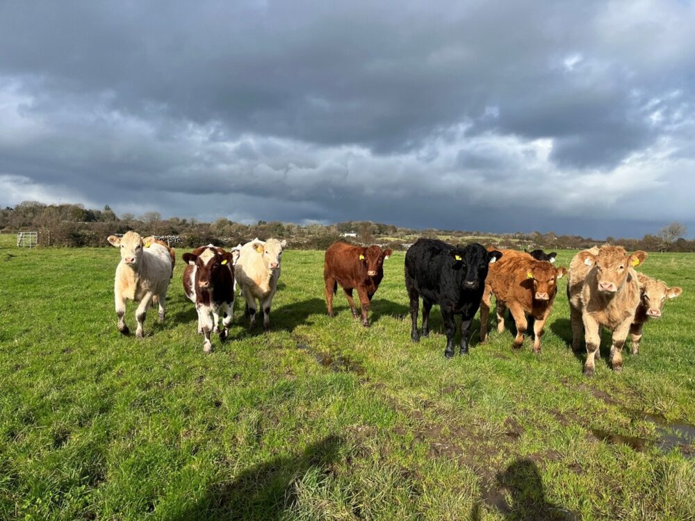 Breeding heifers at grass