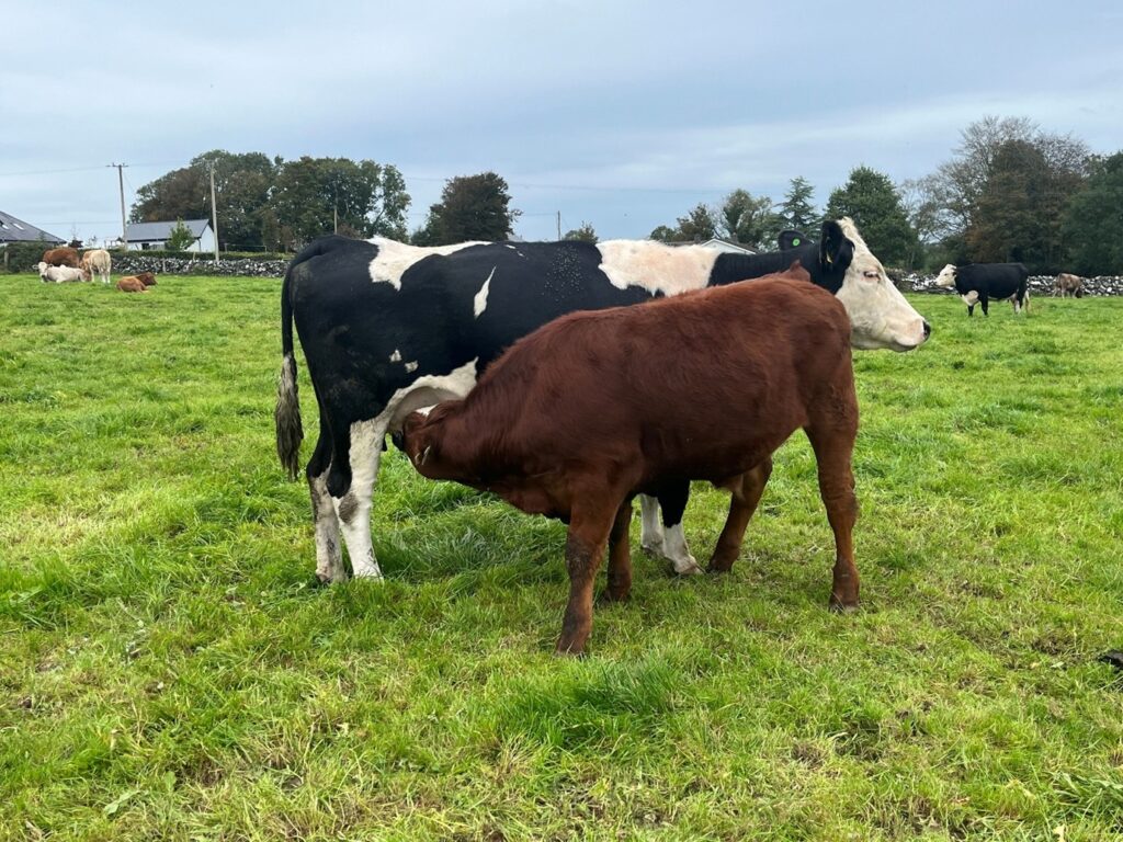Bull calf suckling from his dam in field