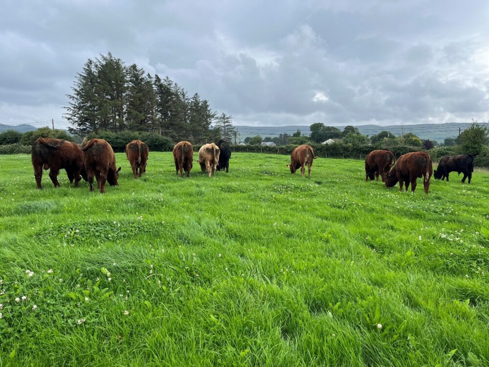 Bulls grazing grass