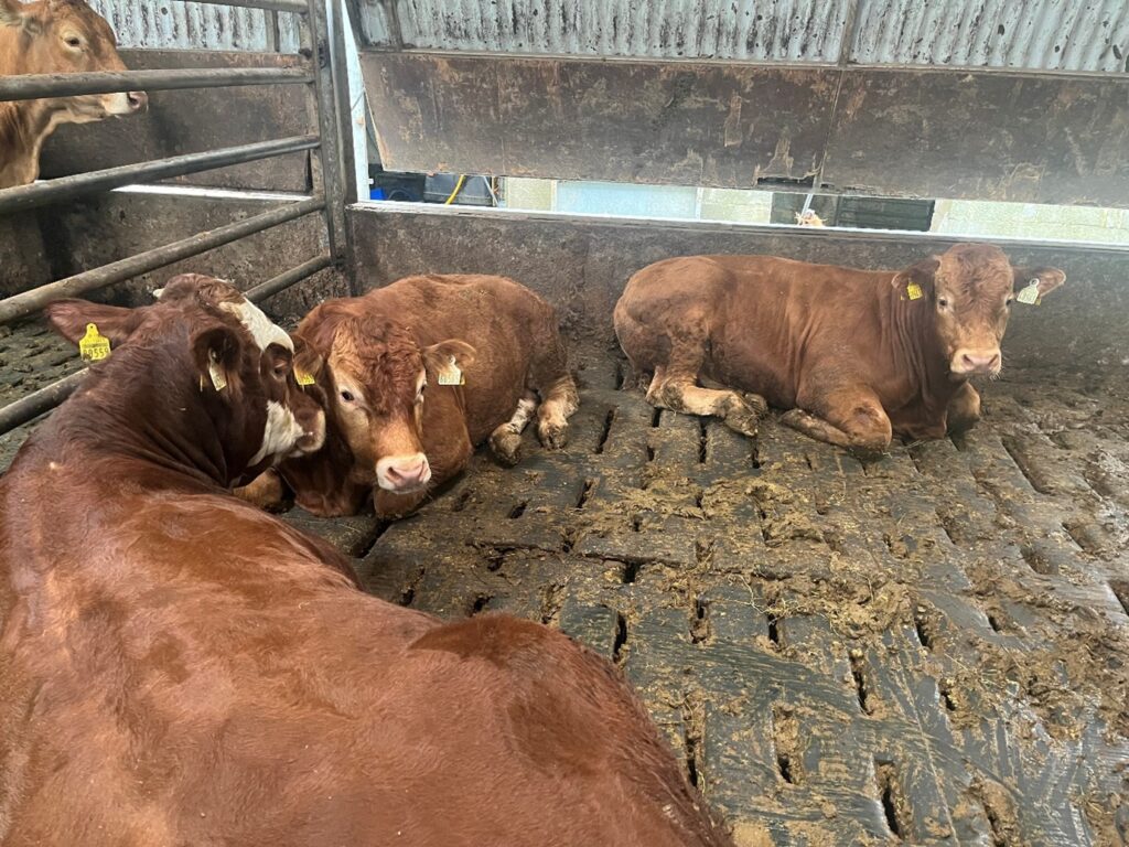 Bulls lying in slatted shed
