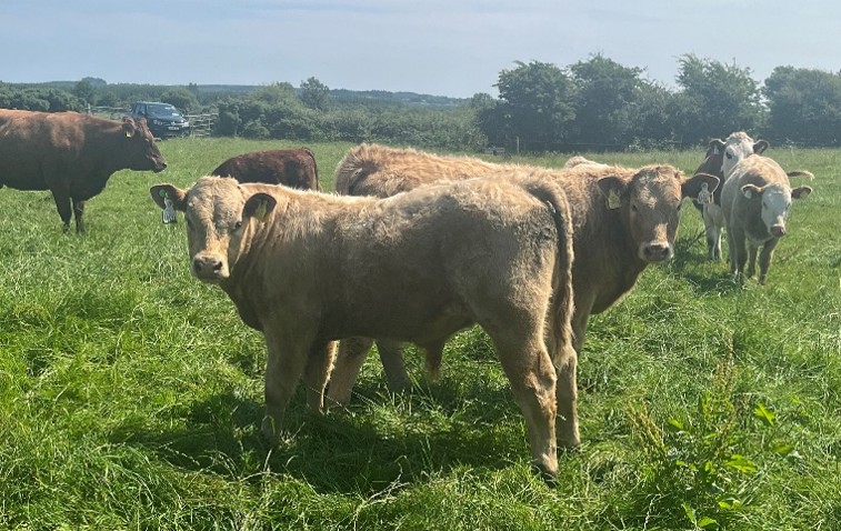 Charolais weanlings in grass field