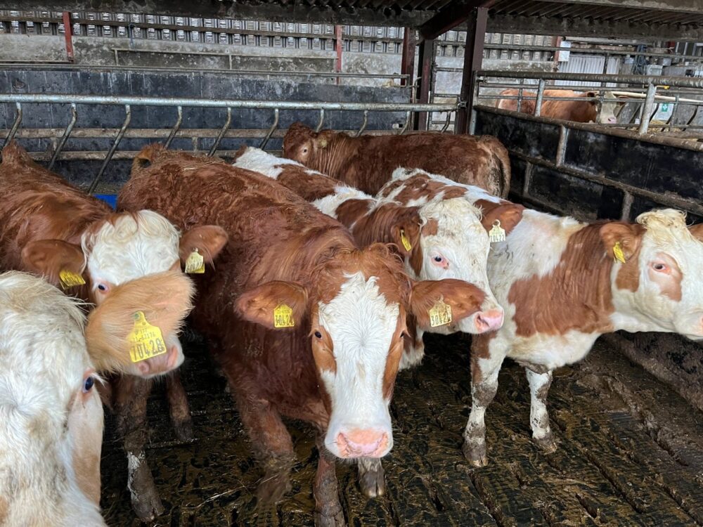 Simmental cross breeding heifers in slatted shed