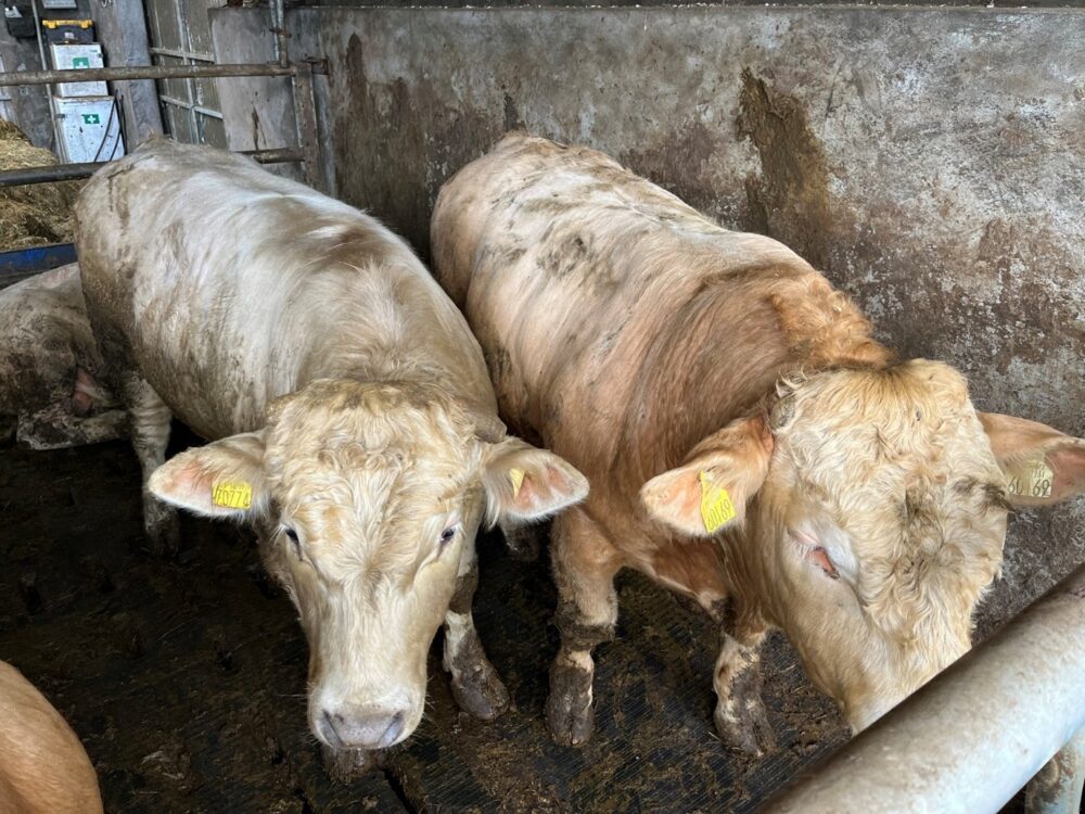 Finishing continental bulls in slatted shed