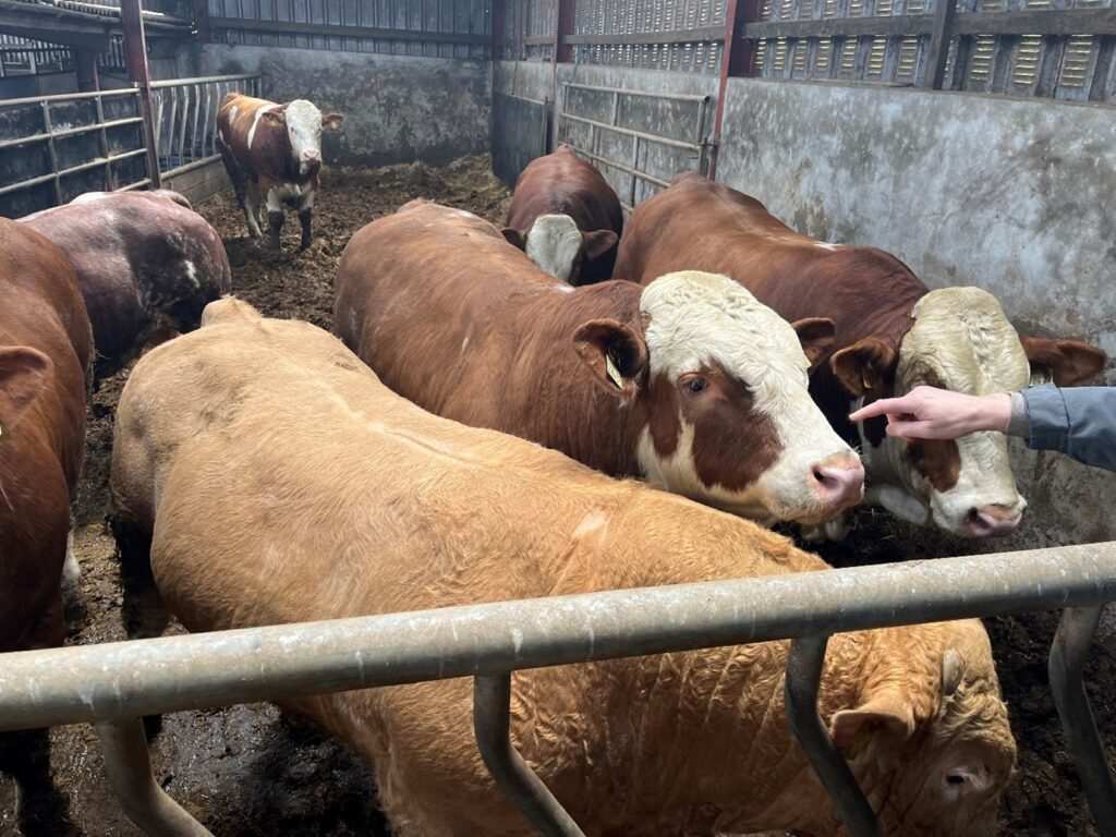 Finishing bulls in shed