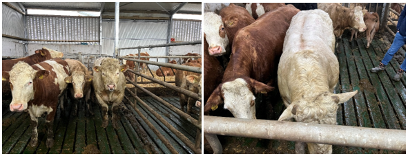 Charolais stock bull in a slatted shed